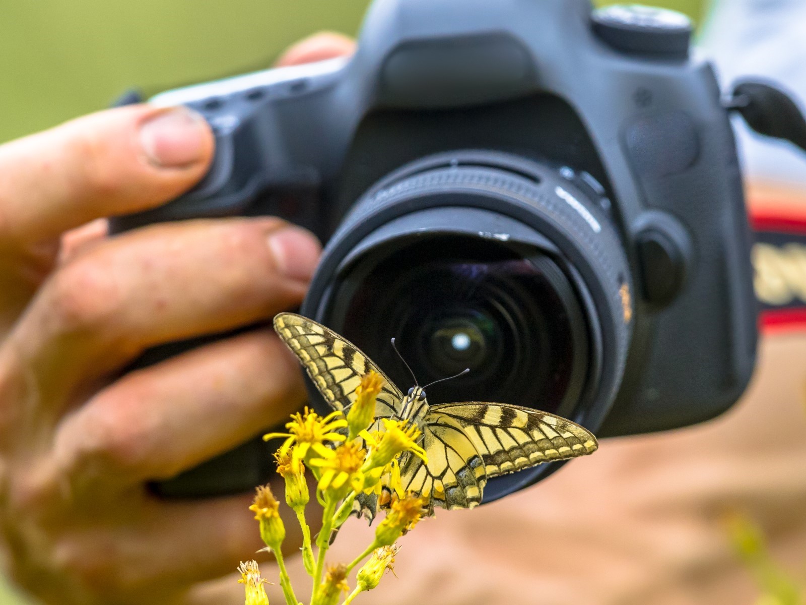 camera taking macro photo of a yellow butterfly