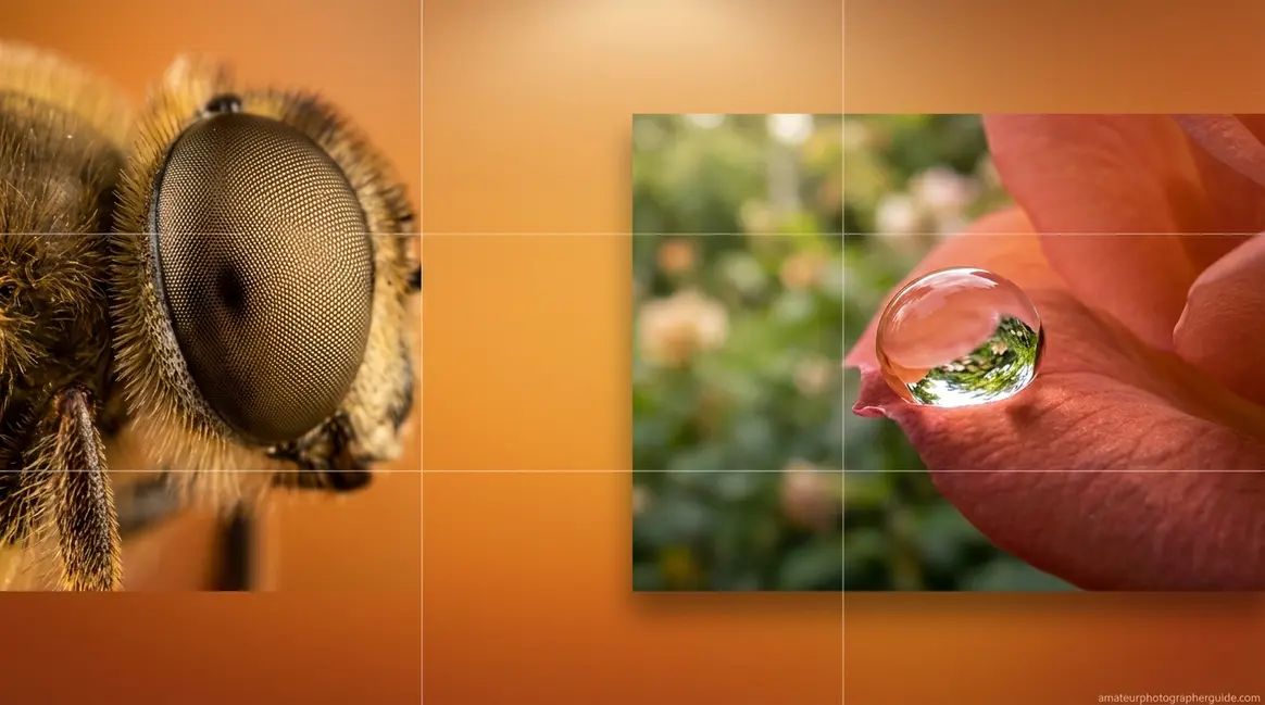 Close up photography featured image showing a bee's compound eye and dewdrop on rose petal